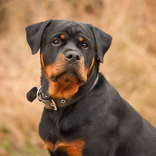 rottweiler single bone