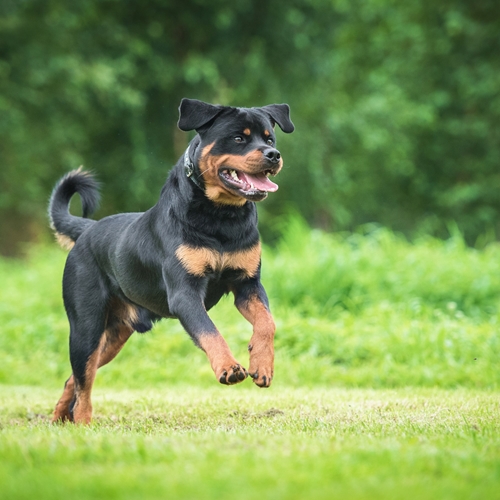 Rottweiler - Pdsa