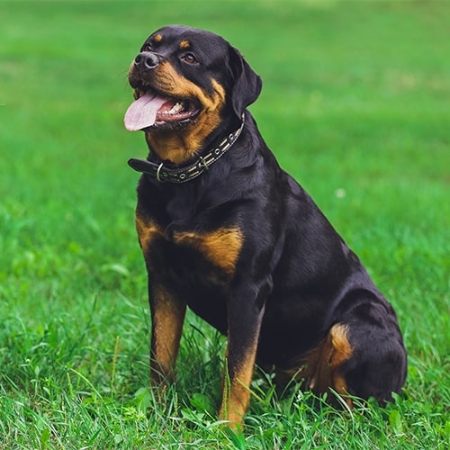 45+ Rottweiler With Cropped Ears Pics l2sanpiero
