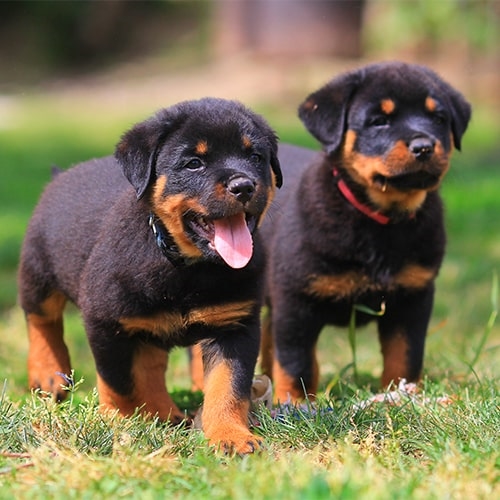 are rottweilers popular