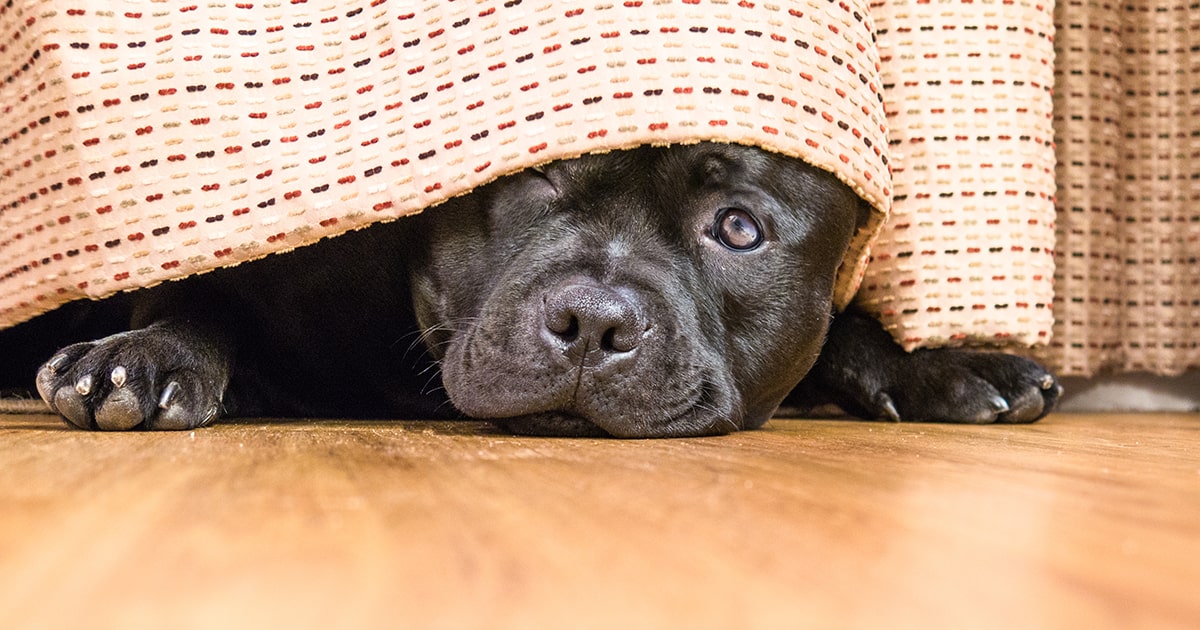 puppy eating poop uk