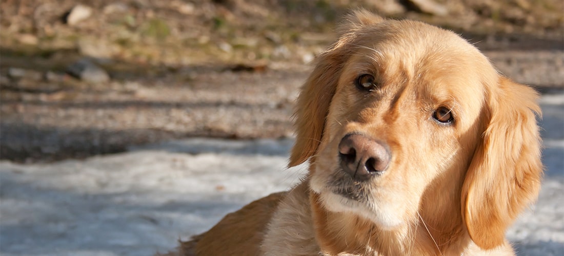 Golden Retriever with head tilted to side