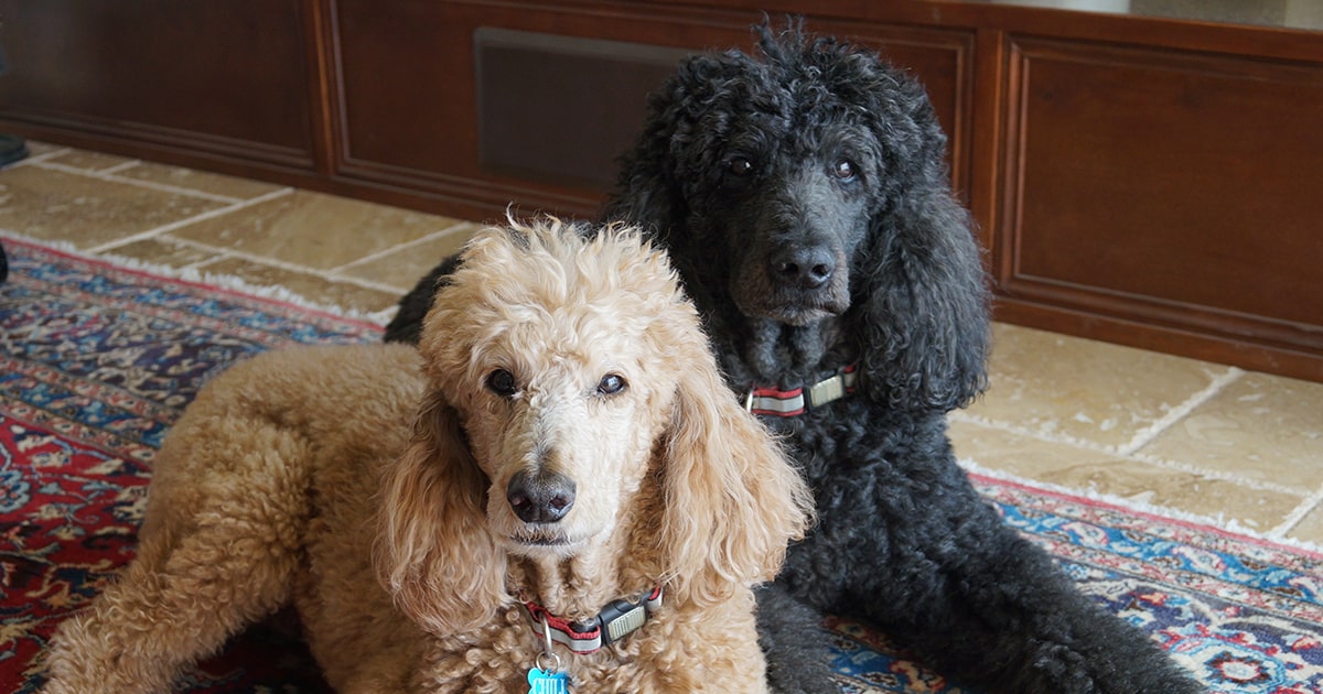 Hypoallergenic pets PDSA