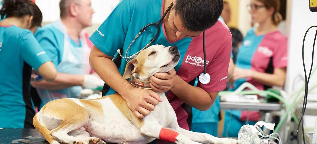 Pdsa vet 2025