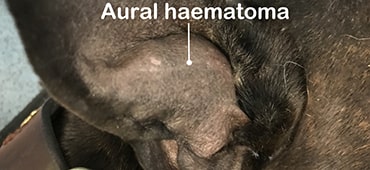 Photo of aural haematoma on a dog's ear