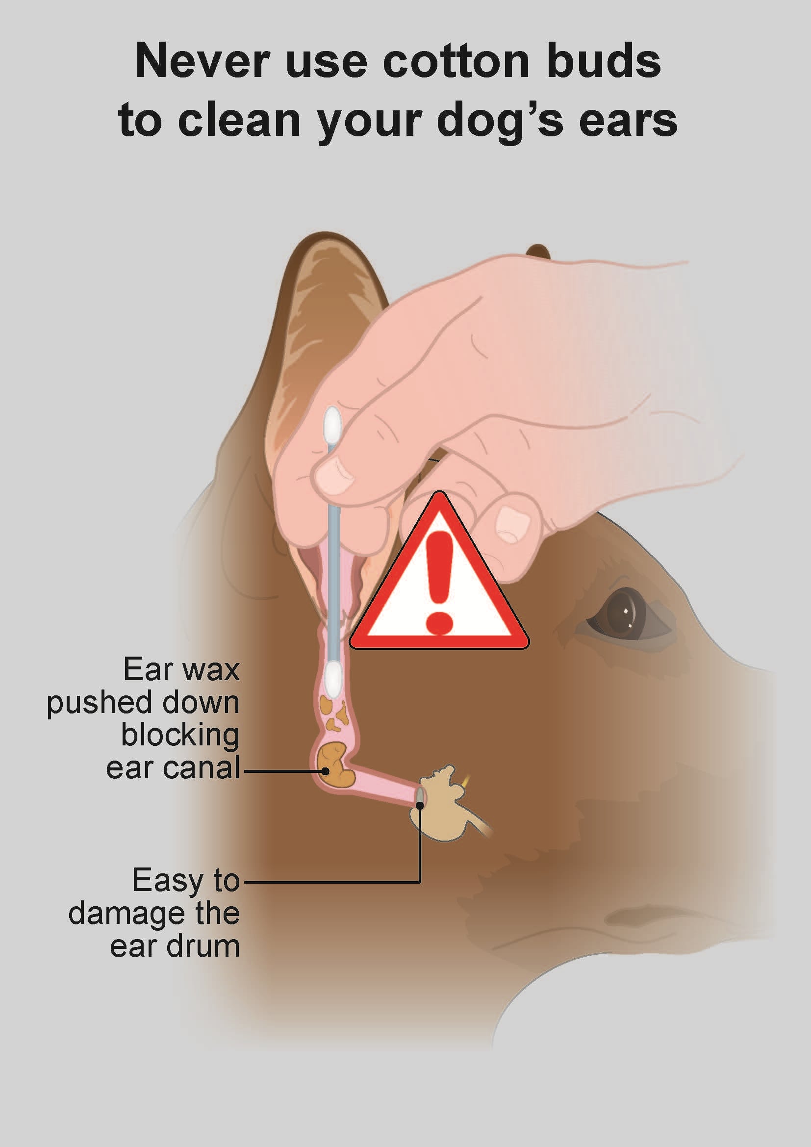 Illustration showing how cotton wool buds can make ear problems worse in dogs