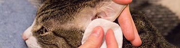 Photo of cat's ear being cleaned