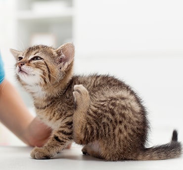 Kitten scratching its ear