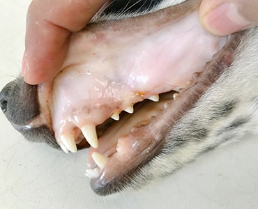 Photo of pale gums in a dog