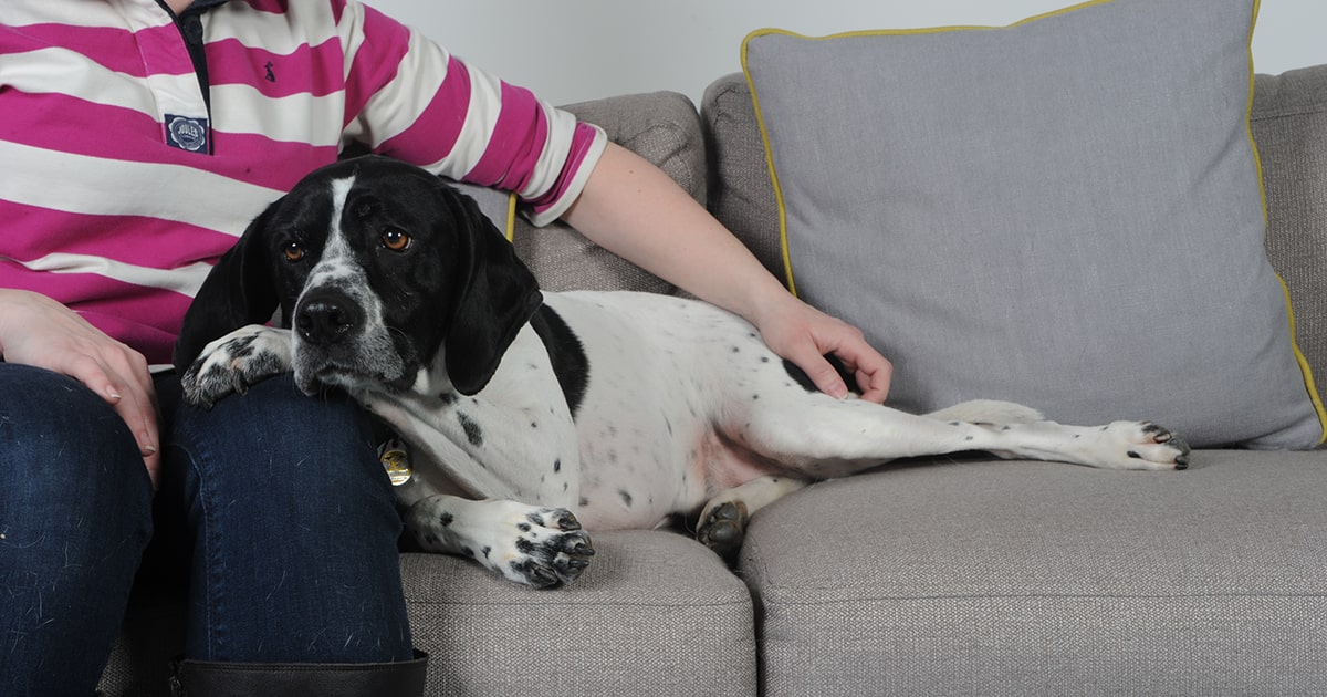 Immune mediated haemolytic anaemia (IMHA) in dogs PDSA