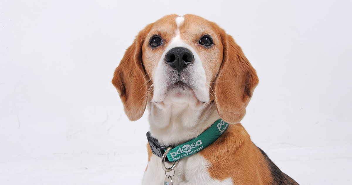 Mange in dogs sales uk