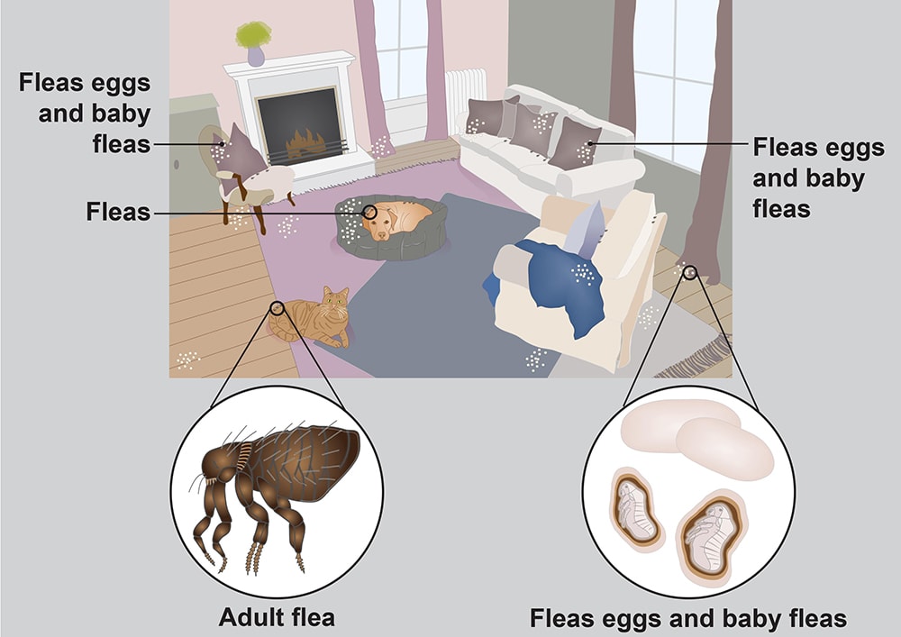 Illustration showing fleas in the home
