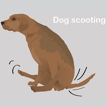 Illustration of dog scooting