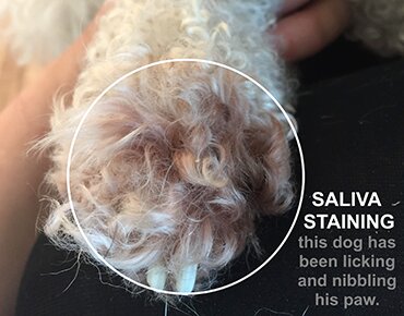 Photo illustrating saliva staining on a white dog's paw