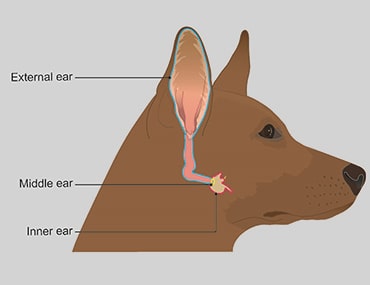 Illustration of a dog's ear structure