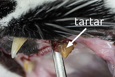 Photo of tartar build up on cat's tooth