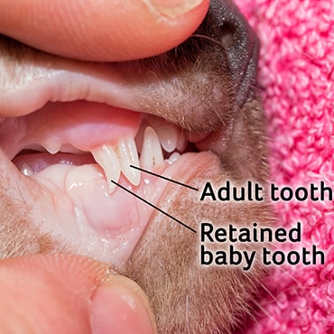 Picture showing a cat's teeth where the adult tooth has grown alongside a baby tooth