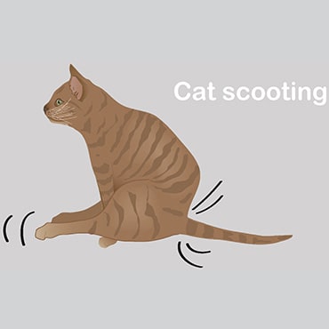 Illustration of cat scooting