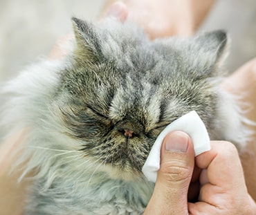 Photo of a flat-faced cat having its eyes wiped.