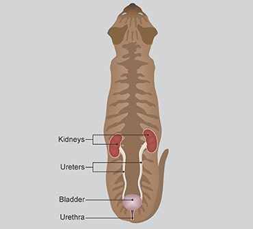 Illustration showing urinary tract in cats
