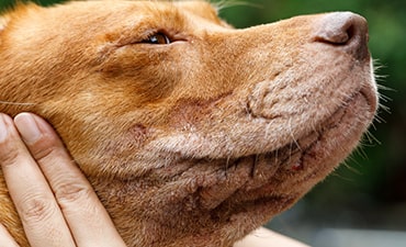 Photo of dermatitis around a dog's mouth