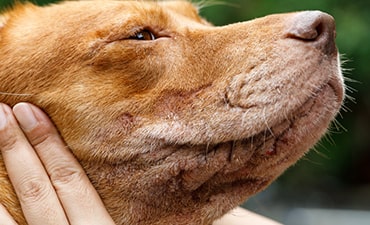 dog allergy skin rash