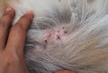 photo of a rash on a cat's skin