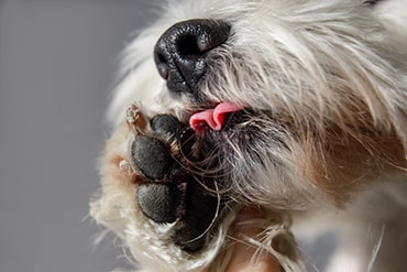 Photo of saliva staining in dogs