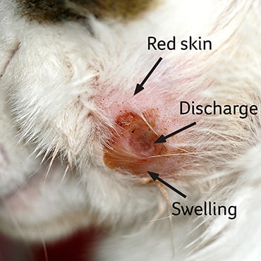 Photo of an infected wound on a cat's face