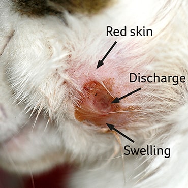 what does a skin infection look like on a dog