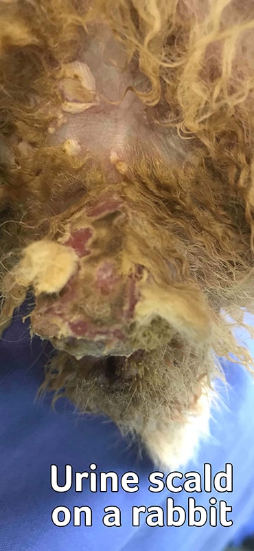 Image of urine scald on rabbit