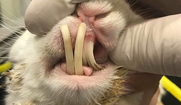 Photo of overgrown teeth in a rabbit