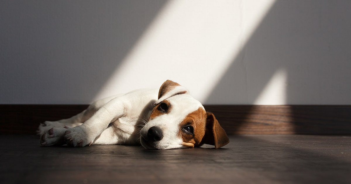 www.pdsa.org.uk