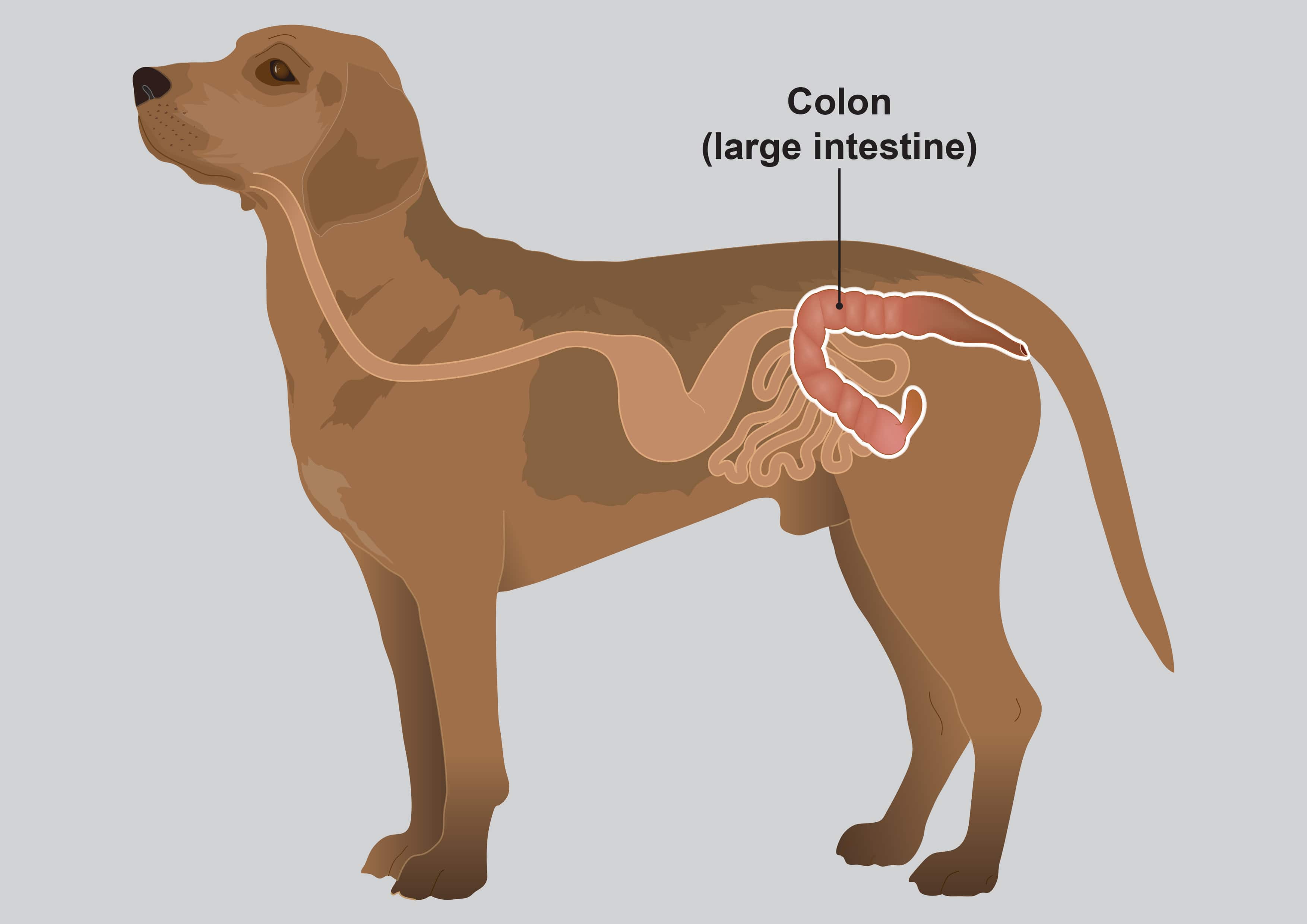Colitis Contagious?  Protecting Your Dogs (And Yours!) - tee0ntg
