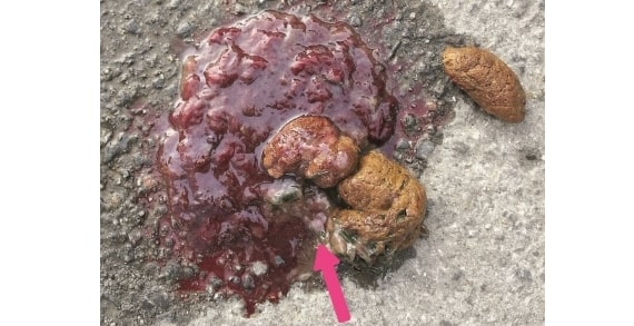 Photograph of a dog's poo containing blood and mucus 