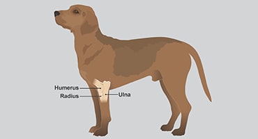 Illustration to show elbow joint in dogs