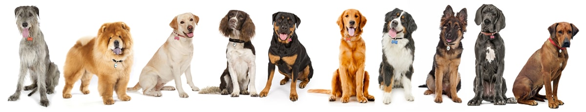 Breeds at risk of elbow dysplasia
