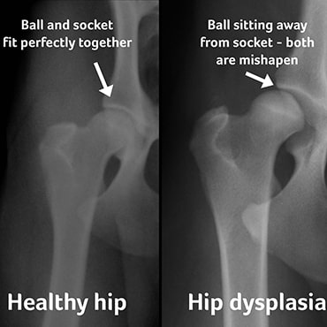 are dogs prone to hip dysplasia