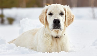 photo of a golden retriever