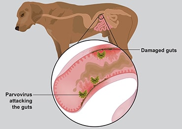 Illustration showing parvovirus in dogs