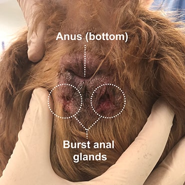 Anal sac irritation healing