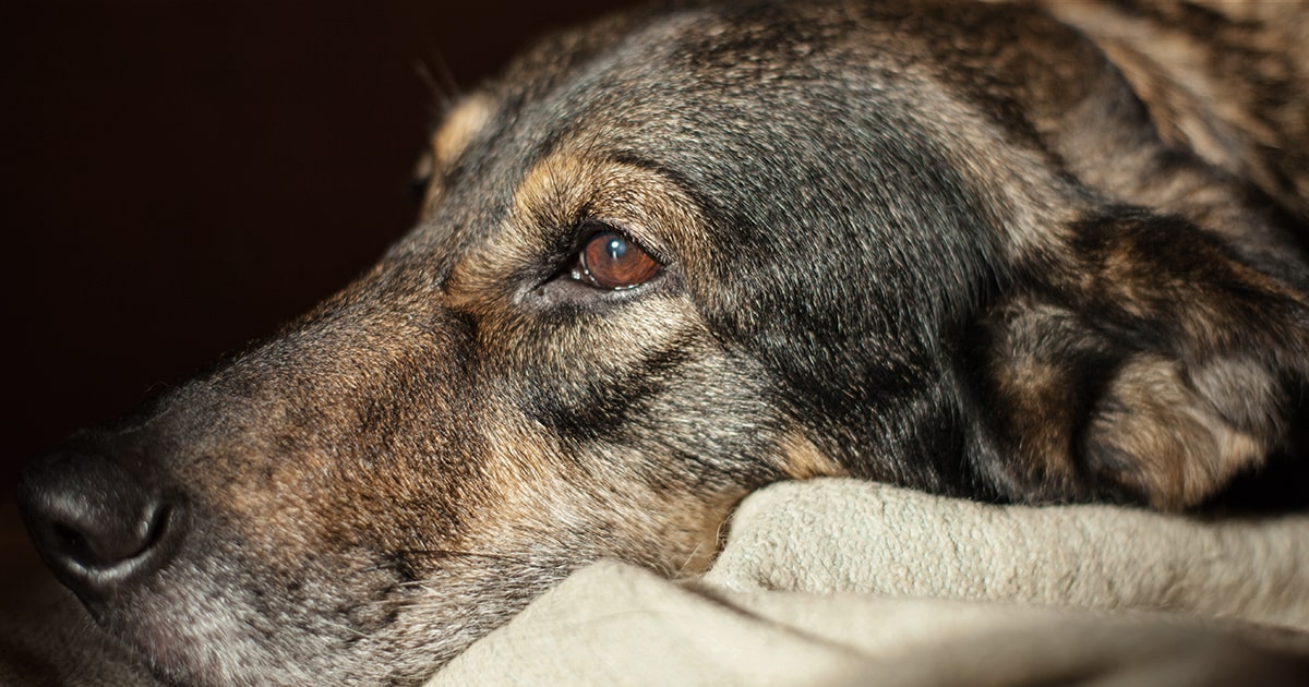 Anal gland abscesses in dogs