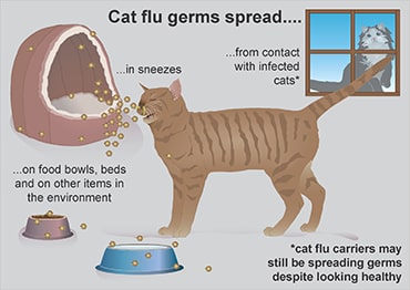 illustration showing how cat flu spreads