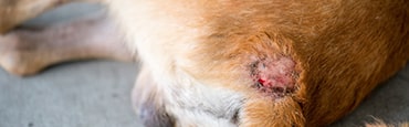 are hot spots on dogs dangerous