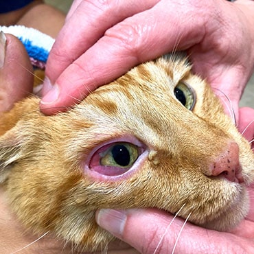 Conjunctivitis in cats PDSA