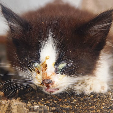Cat flu in kittens - PDSA