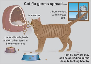 Illustration showing how cat flu is spread
