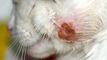 Photo of a burst cat bite abscess on a cat's face
