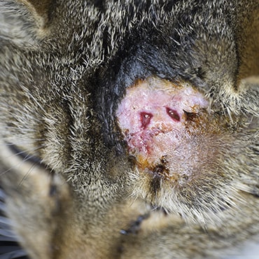 photo of cat bite wound on a tabby cat's head