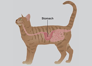 Illustration of cat stomach